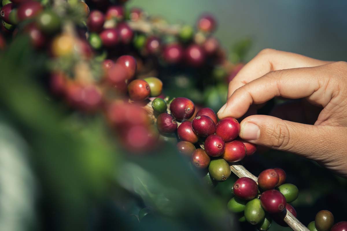 Coffee cherries being hand picked at an SLN Coffee farm